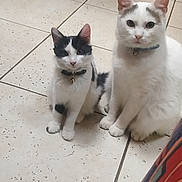 Kiko a rejoint le concours — aidez-le/la à gagner de superbes lots ! abyssinian, accessories, angora, animal, canine, cat, clothing, dog, footwear, husky, indoors, kitten, leash, manx, pet, shoe, siamese, slate, strap, tile