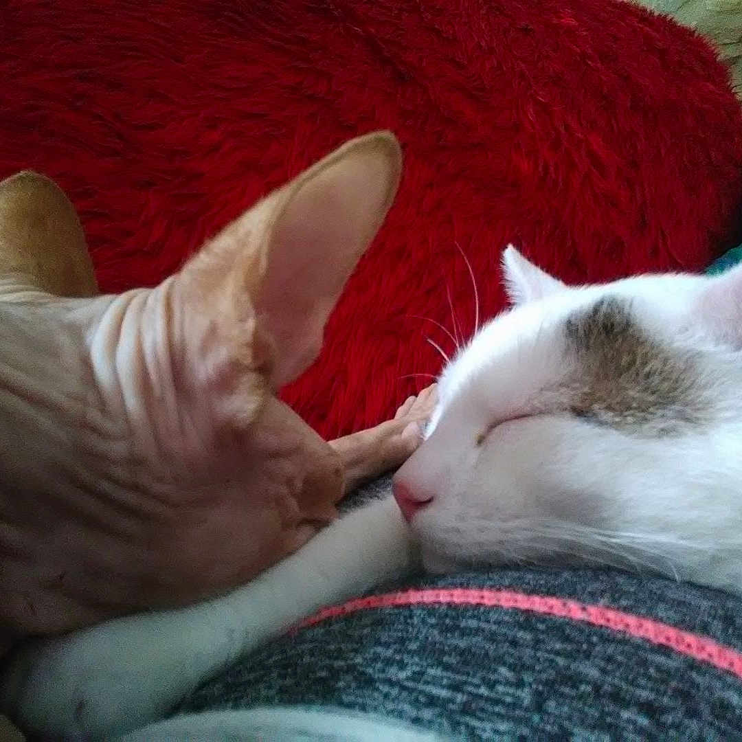 Blanco Et Cleo a rejoint le concours — aidez-le/la à gagner de superbes lots ! aegean_cat, carnivoran, cat, cat_like_mammal, domestic_short_haired_cat, ear, khao_manee, kitten, mammal, nap, skin, small_to_medium_sized_cats, snout, vertebrate, whiskers