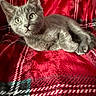 cat, kitten, gray_cat, pet, animal, feline, cute, relaxed, lying_down, plaid_blanket, red_blanket, cozy, indoor, closeup, fur, whiskers, ears, eyes, soft_texture, resting