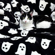 Mr Fintastic joined the competition — help win amazing prizes! animal, black, black_and_white, blanket, cat, comfort, cozy, cute, ears, eyes, fur, ghost_pattern, home, indoor, lying_down, pet, relaxed, soft_texture, whiskers, white