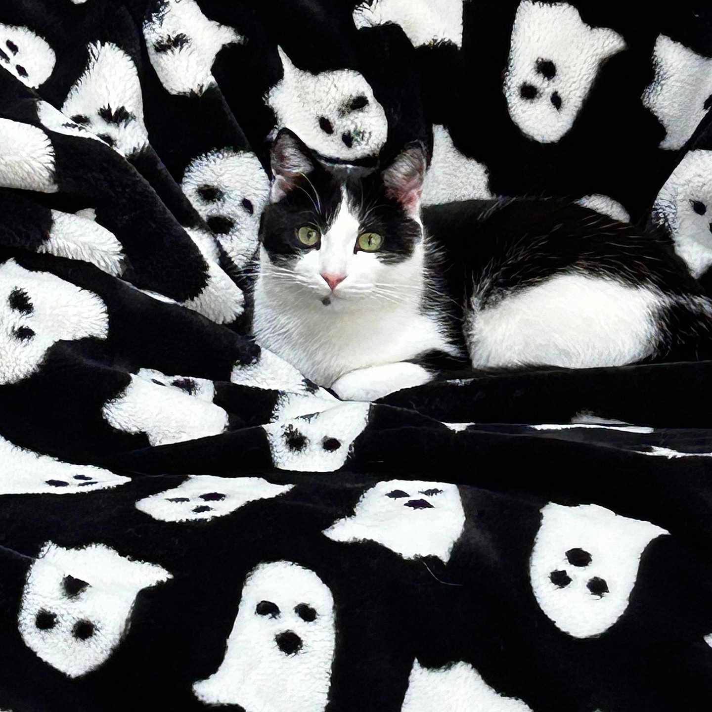 Mr Fintastic joined the competition — help win amazing prizes! animal, black, black_and_white, blanket, cat, comfort, cozy, cute, ears, eyes, fur, ghost_pattern, home, indoor, lying_down, pet, relaxed, soft_texture, whiskers, white