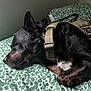 backpack, bed, bedding, black_fur, canine, close_up, cozy, dog, ear, harness, indoor, muzzle, patterned_sheet, pet, pillow, resting, sleeping, tactical_harness, whiskers, white_patch