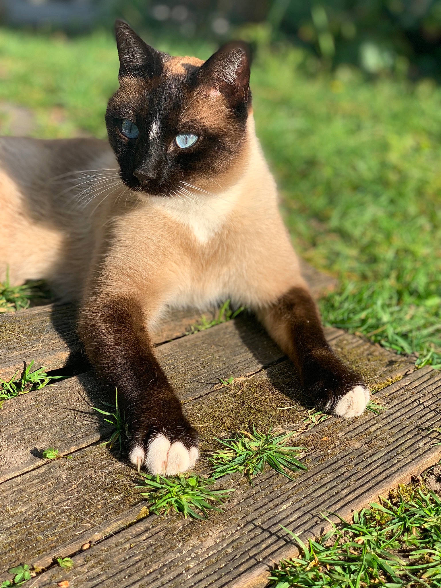 Aïki a rejoint le concours — aidez-le/la à gagner de superbes lots ! birman, carnivore, cat, eye, fawn, felidae, fur, grass, groundcover, plant, siamese, small_to_medium_sized_cats, snout, tail, terrestrial_animal, tints_and_shades, whiskers, wood