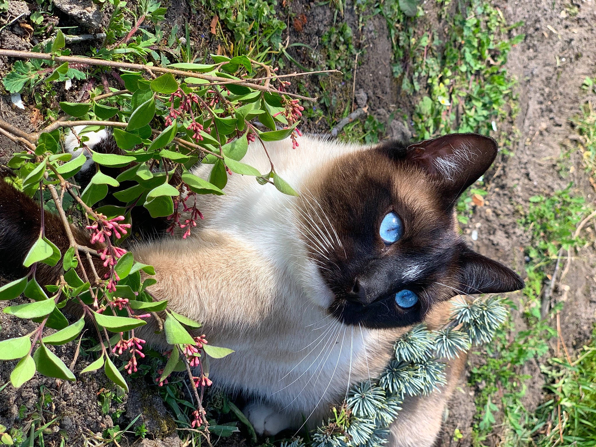 Aïki a rejoint le concours — aidez-le/la à gagner de superbes lots ! balinese, carnivore, cat, domestic_short_haired_cat, fawn, felidae, fur, grass, groundcover, iris, plant, siamese, small_to_medium_sized_cats, snout, tail, terrestrial_plant, thai, tree, whiskers, wildlife