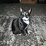 cat, black_and_white, indoor, carpet, sitting, animal, pet, feline, fur, whiskers, collar, box, floor, domestic, quiet, alert, home, shadow, light, texture