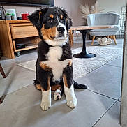 Uby a rejoint le concours — aidez-le/la à gagner de superbes lots ! puppy, dog, sitting, indoor, living_room, furniture, floor, tile, table, chair, wooden, plant, modern, cute, pet, fur, animal, decor, cozy, home
