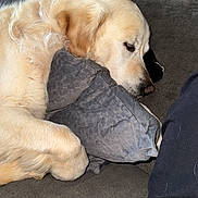 Mojito participe au concours pour gagner de l'argent avec cette photo : dog, golden_retriever, sleeping, sleepy, couch, sofa, pillow, indoors, pet, mammal, fur, golden_fur, resting, curled_up, relaxed, animal, portrait, close_up, cozy, nap