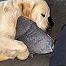 dog, golden_retriever, sleeping, sleepy, couch, sofa, pillow, indoors, pet, mammal, fur, golden_fur, resting, curled_up, relaxed, animal, portrait, close_up, cozy, nap