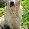 Mojito a rejoint le concours — aidez-le/la à gagner de superbes lots ! dog, golden_retriever, pet, animal, canine, fluffy, long_hair, cream_coat, sitting, outdoor, grass, lawn, garden, portrait, front_view, looking_at_camera, black_nose, ears, sunlight, backyard