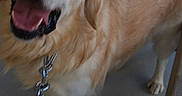 Mojito participe au concours pour gagner de l'argent avec cette photo : dog, golden_retriever, pet, animal, canine, happy, smiling, open_mouth, tongue, close_up, portrait, leash, collar, fur, golden_fur, indoor, dining_area, chairs, floor, playful