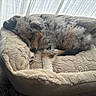 Bella participe au concours pour gagner de l'argent avec cette photo : dog, sleeping, curled_up, fluffy, small_dog, pet, animal, dog_bed, blanket, plush, cozy, indoors, window, curtains, sunlight, resting, fur, nap, home, relaxed