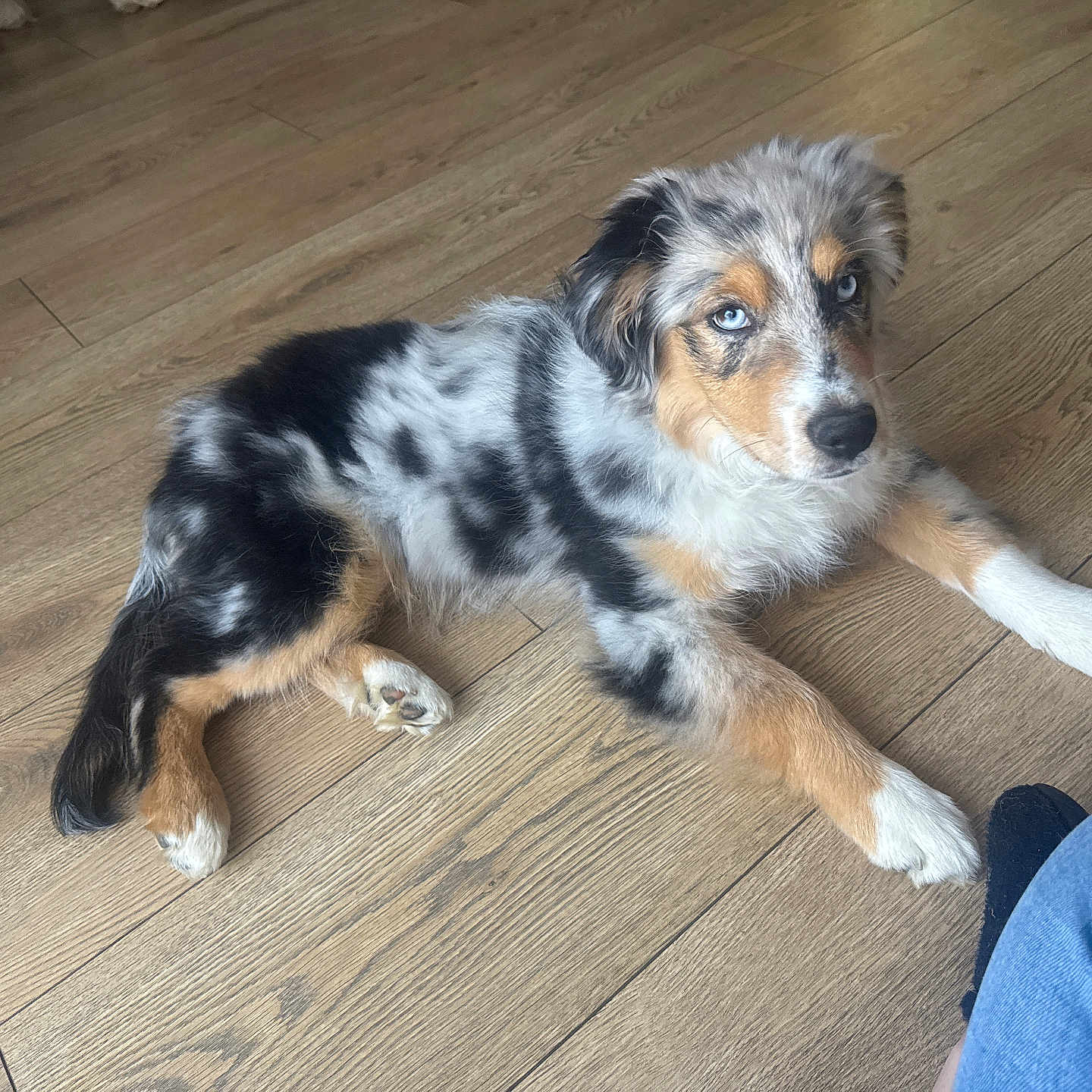 Bella
