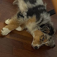 Bella a rejoint le concours — aidez-le/la à gagner de superbes lots ! dog, puppy, tricolor, fluffy, long_hair, lying_down, relaxed, brown, white, black, tan, wooden_floor, indoor, pet, animal, portrait, looking_at_camera, paws, chew_toy, cozy