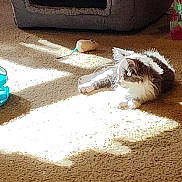 Misty joined the competition — help win amazing prizes! animal, carpet, cat, comfort, cozy, daylight, domestic, feline, fluffy, fur, home, indoor, pet_house, quiet, relaxing, resting, shadow, small_toy, sunlight, toy_mouse