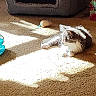 animal, carpet, cat, comfort, cozy, daylight, domestic, feline, fluffy, fur, home, indoor, pet_house, quiet, relaxing, resting, shadow, small_toy, sunlight, toy_mouse