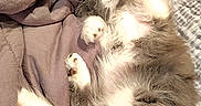 Misty joined the competition — help win amazing prizes! animal, blanket, cat, comfort, cozy, cute, domestic_animal, fluffy, fur, home, indoor, mammal, nap, paw, pet, relaxing, resting, sleeping, soft, whiskers
