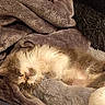 Misty is registered to the contest to win money with this photo: animal, blanket, cat, comfort, cozy, cushion, cute, feline, fluffy, fur, home, indoor, nap, peaceful, pet, plush, relaxed, resting, sleeping, soft