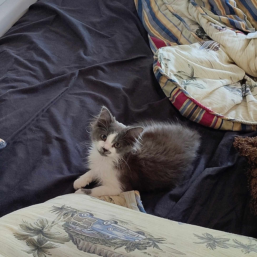 Misty joined the competition — help win amazing prizes! animal, bed, black, blanket, cat, cozy, curious, cute, domestic, fur, gray, indoor, kitten, patterned, pet, quilt, resting, small, striped, white