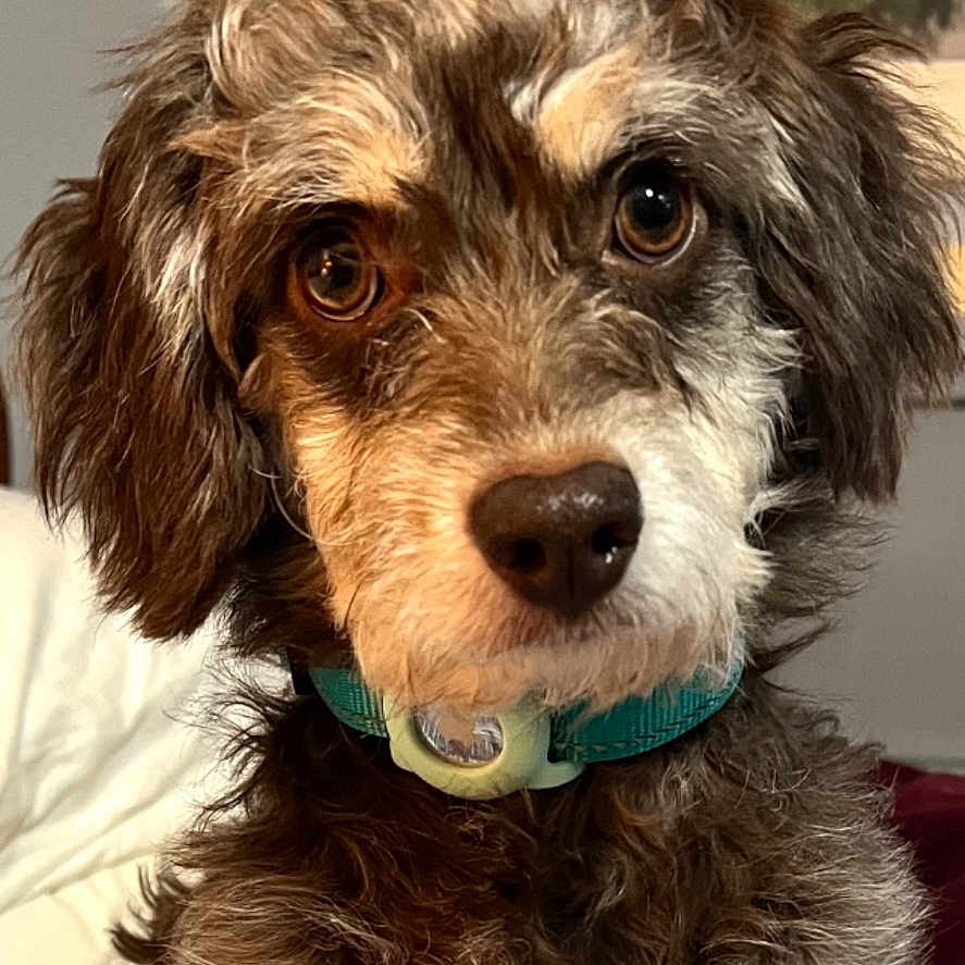 Molly joined the competition — help win amazing prizes! animal, brown, close_up, collar, companion, cute, dog, domestic, eyes, face, fluffy, friendly, fur, indoor, looking, mammal, nose, pet, portrait, white