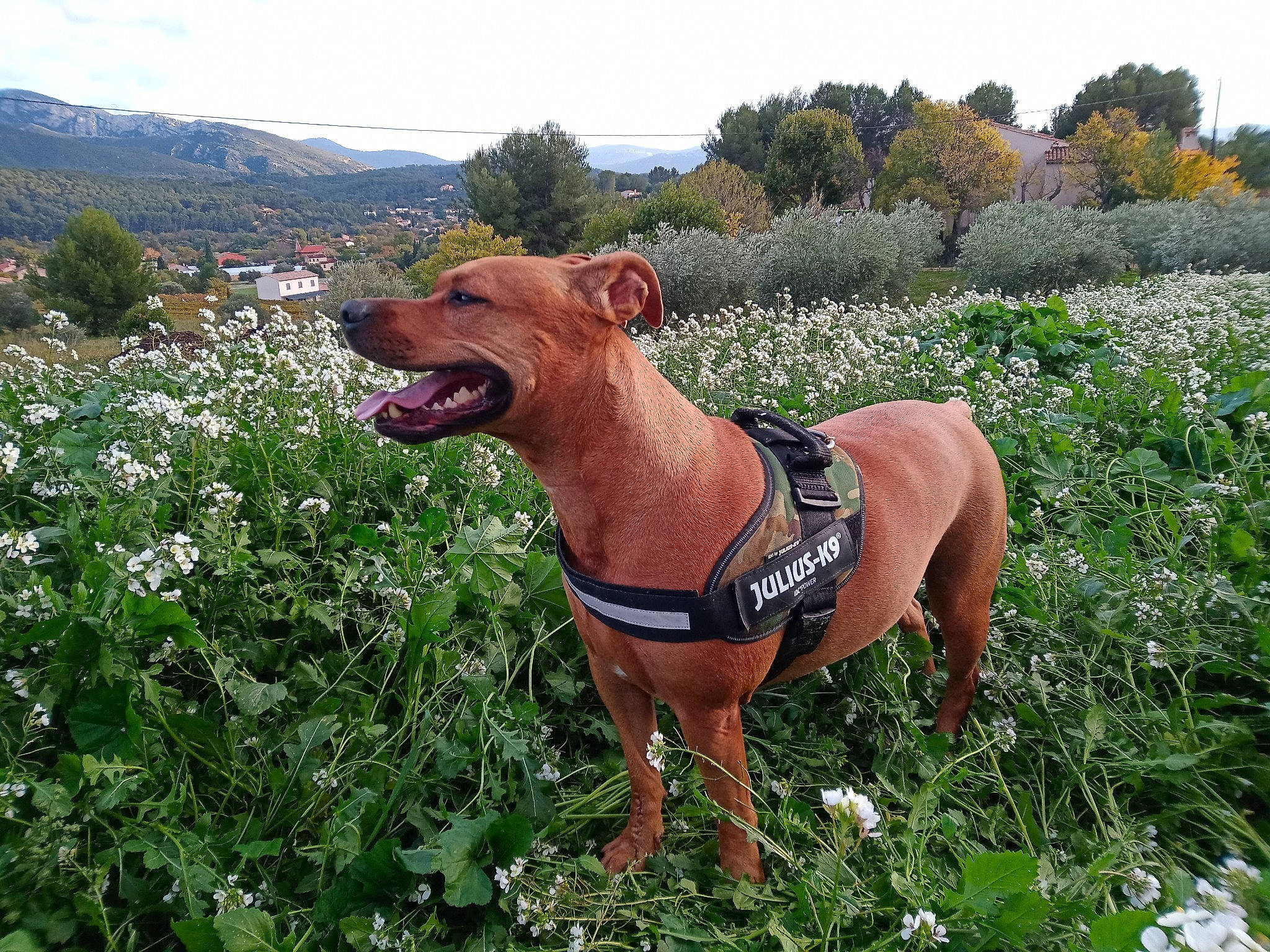 Malia participe au concours pour gagner de l'argent avec cette photo : agriculture, carnivore, cloud, collar, companion_dog, dog, dog_breed, fawn, flower, grass, grassland, groundcover, landscape, liver, pet_supply, plant, shrub, sky, tree, working_animal