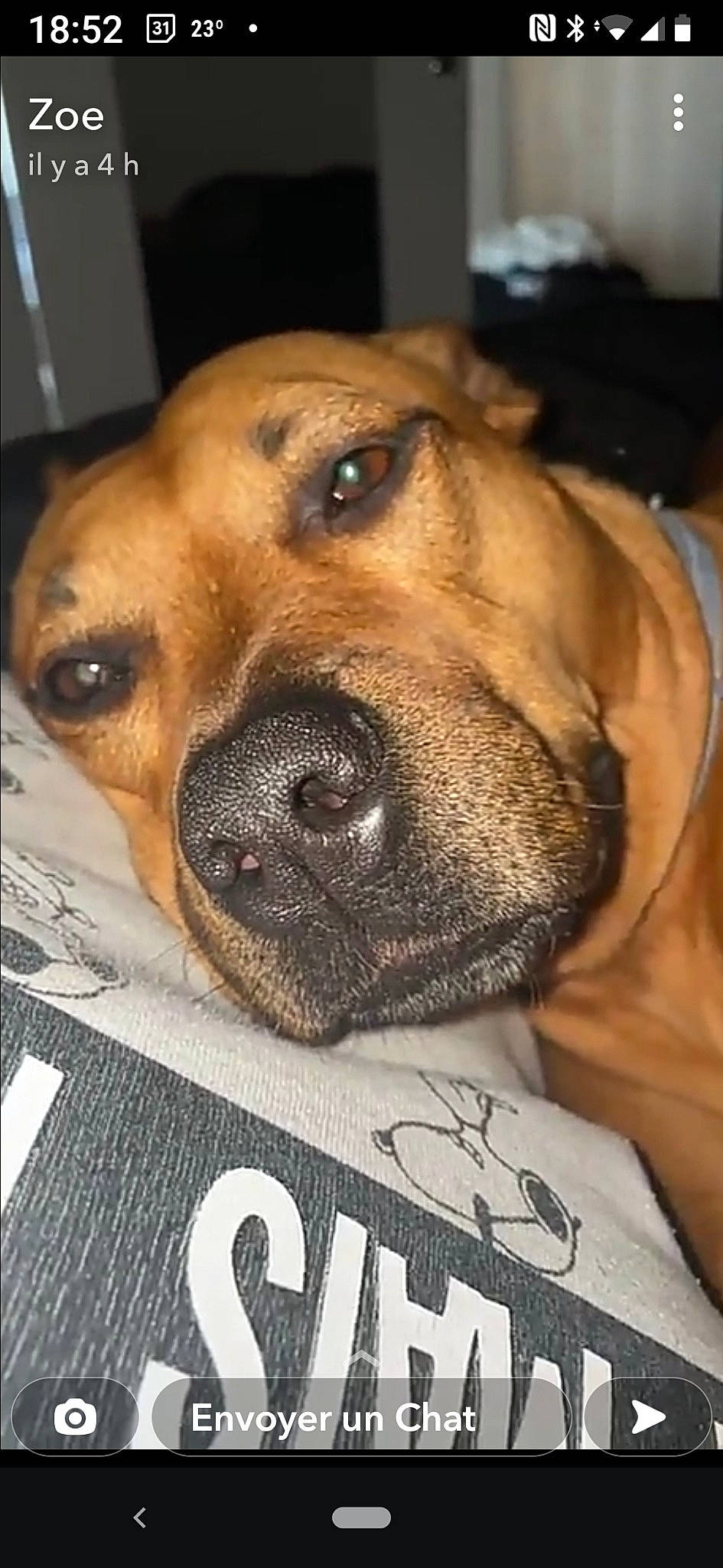 Malia a rejoint le concours — aidez-le/la à gagner de superbes lots ! canidae, carnivore, companion_dog, dog, dog_breed, dog_supply, fawn, fur, guard_dog, paw, pet_supply, snout, sporting_group, whiskers, working_animal, working_dog