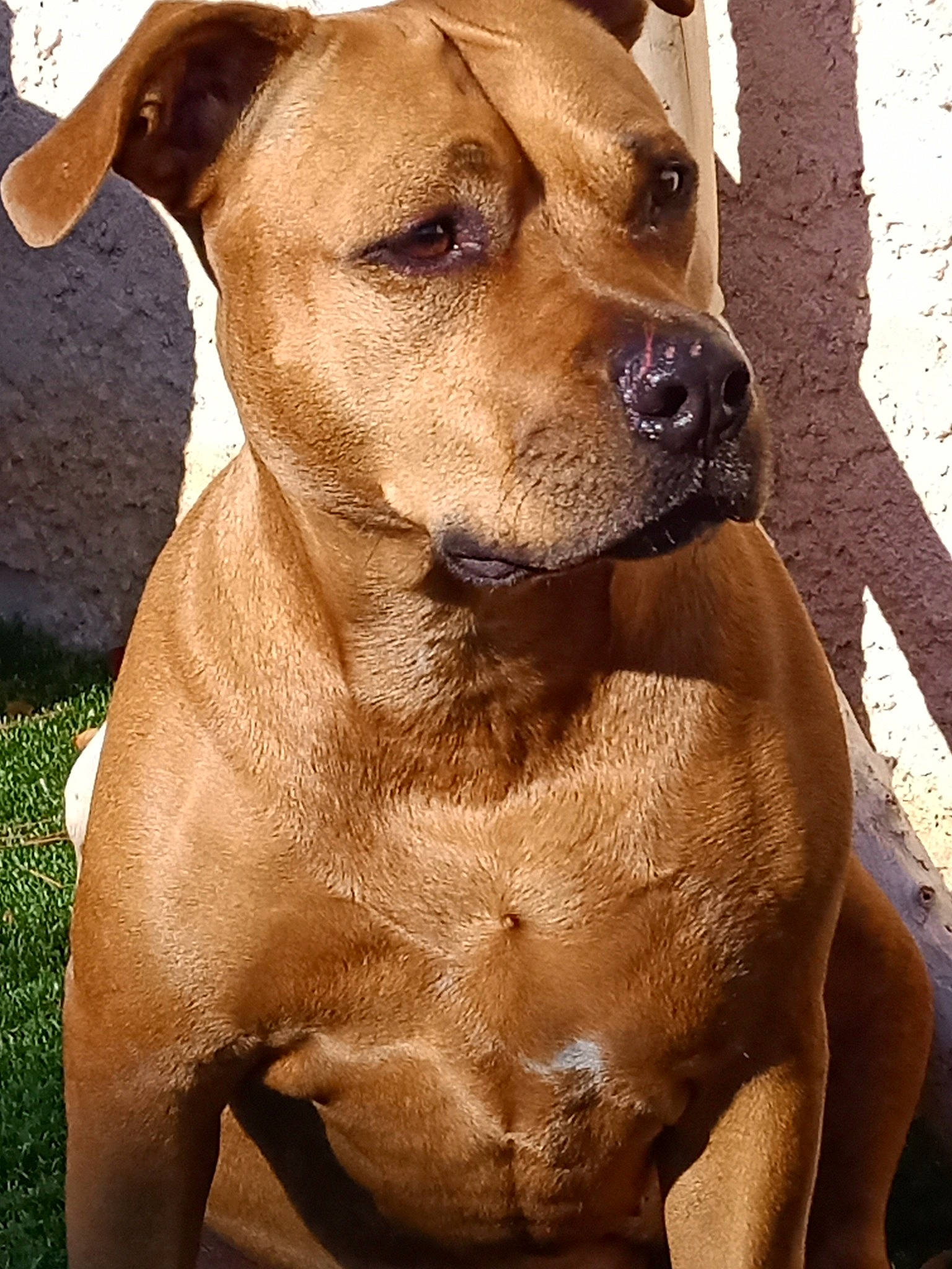 Malia participe au concours pour gagner de l'argent avec cette photo : ancient_dog_breeds, canidae, carnivore, collar, companion_dog, dog, dog_breed, dog_collar, fawn, fur, hunting_dog, liver, non_sporting_group, pet_supply, snout, sporting_group, whiskers, working_animal, working_dog