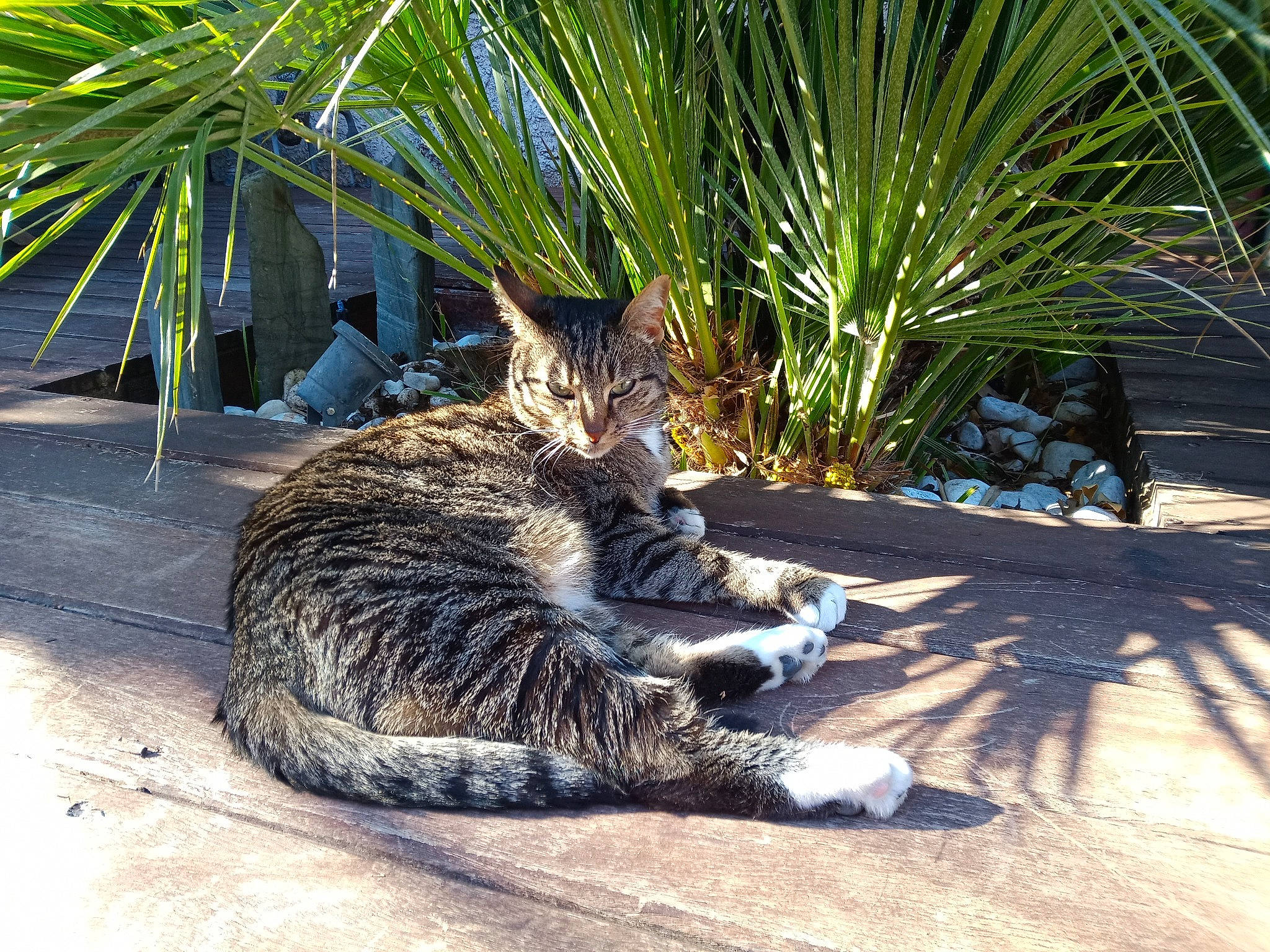 Naya participe au concours pour gagner de l'argent avec cette photo : arecales, carnivore, cat, domestic_short_haired_cat, felidae, fur, grass, mammal, organism, palm_tree, plant, sabal_minor, small_to_medium_sized_cats, snout, tail, terrestrial_animal, terrestrial_plant, tree, vertebrate, whiskers