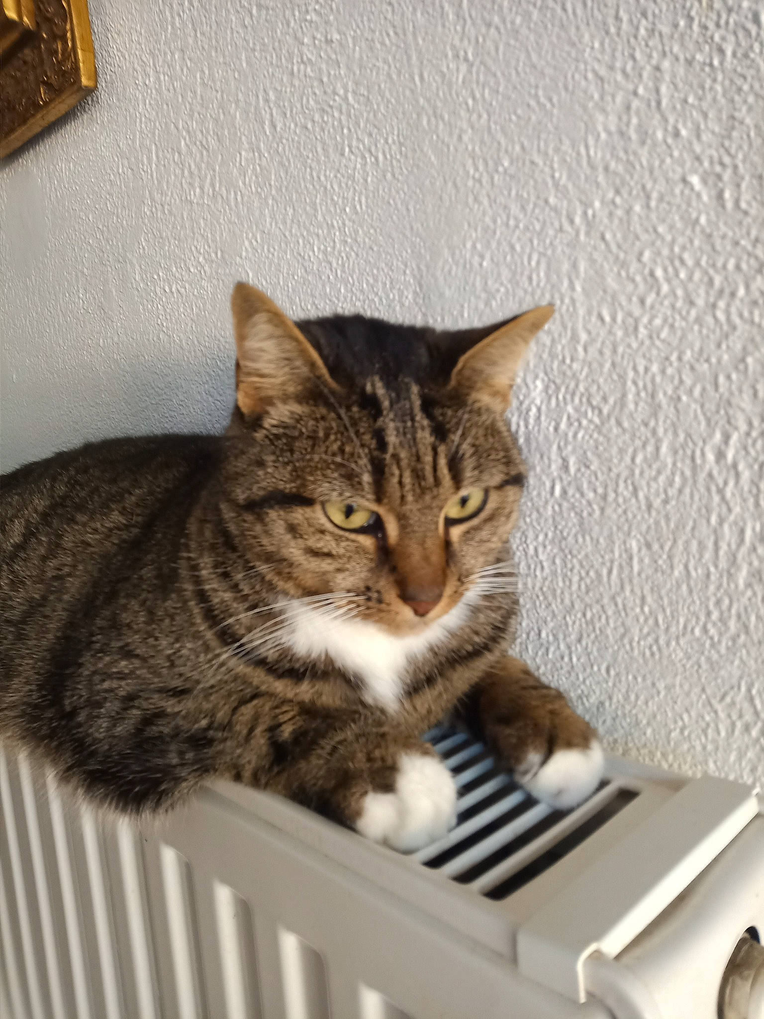 Naya a rejoint le concours — aidez-le/la à gagner de superbes lots ! carnivore, cat, cat_supply, domestic_short_haired_cat, door, felidae, fur, paw, pet_supply, picture_frame, small_to_medium_sized_cats, snout, tail, terrestrial_animal, whiskers, window, wood