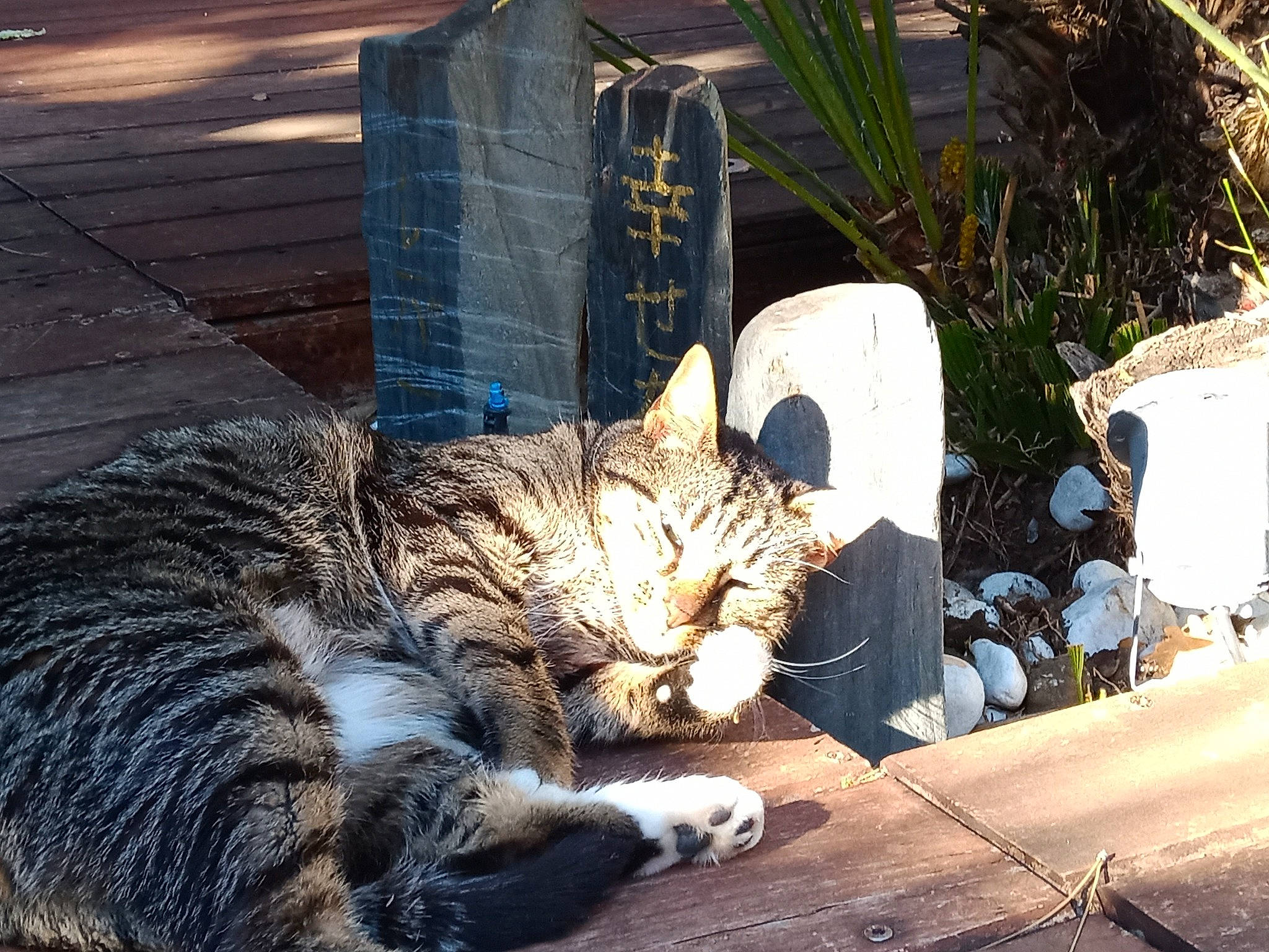 Naya participe au concours pour gagner de l'argent avec cette photo : carnivore, cat, claw, comfort, domestic_short_haired_cat, felidae, fur, grass, paw, plant, road_surface, sitting, small_to_medium_sized_cats, tail, terrestrial_animal, whiskers, wildlife, window, wood