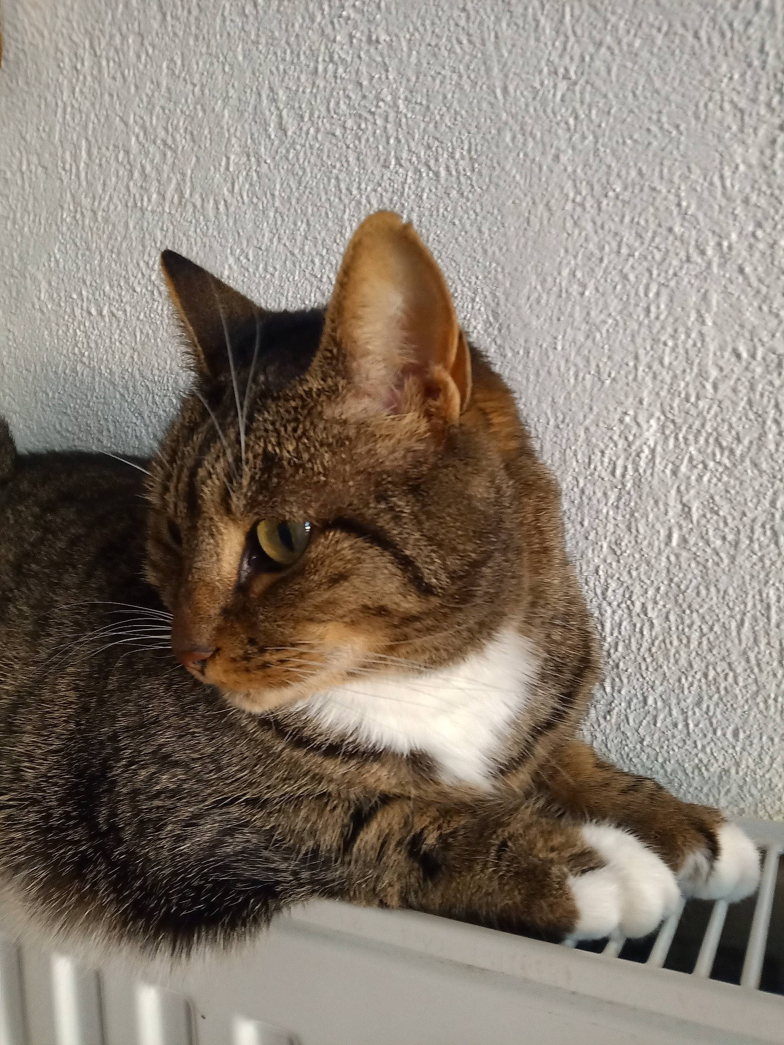 Naya a rejoint le concours — aidez-le/la à gagner de superbes lots ! carnivore, cat, cat_supply, claw, domestic_short_haired_cat, felidae, fur, paw, sitting, small_to_medium_sized_cats, snout, tail, terrestrial_animal, whiskers, wildlife, window