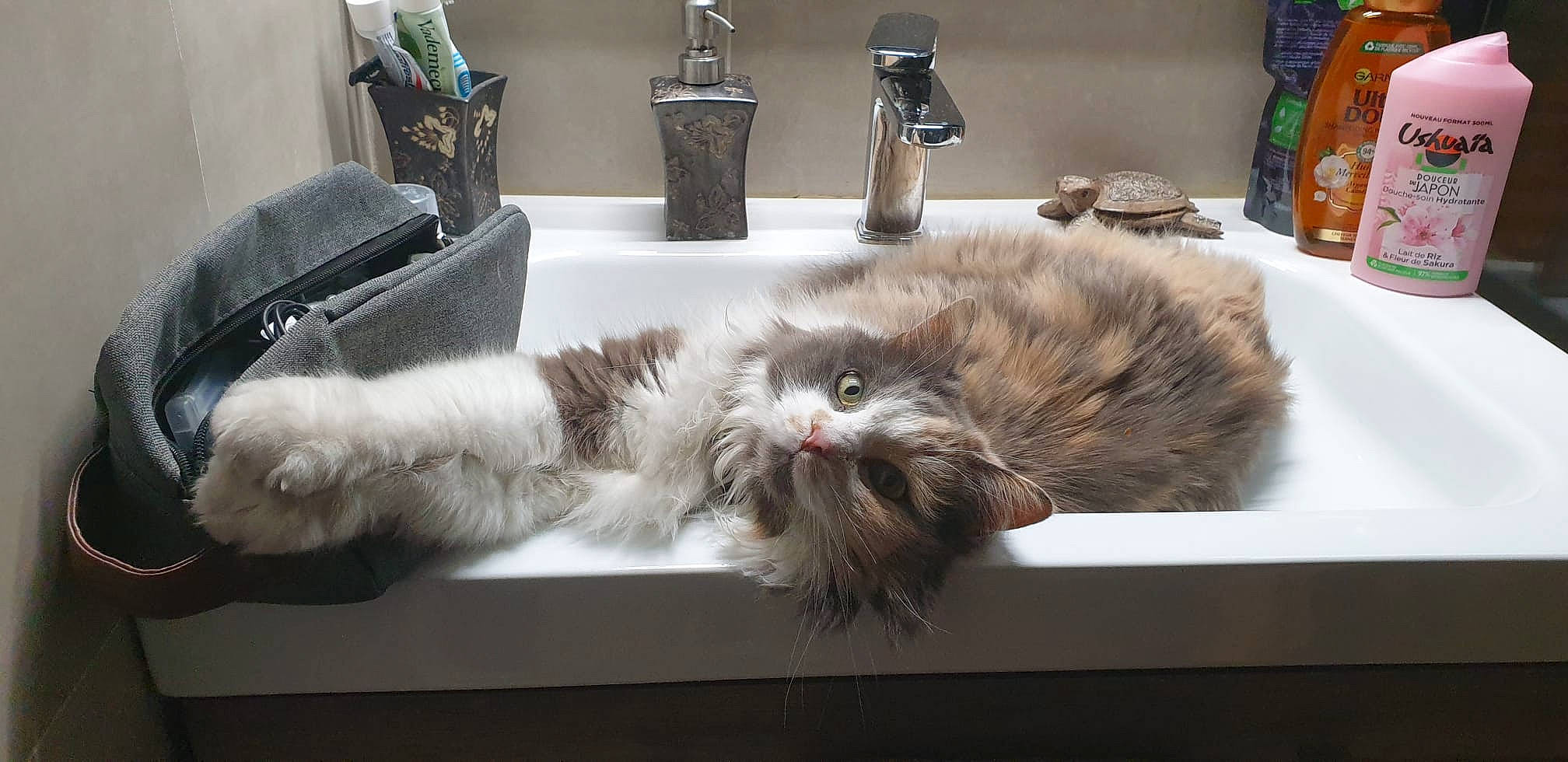 Mia a rejoint le concours — aidez-le/la à gagner de superbes lots ! bag, british_longhair, carnivore, cat, claw, comfort, fawn, felidae, fur, grey, natural_material, paw, persian, small_to_medium_sized_cats, tail, tap, terrestrial_animal, whiskers, window