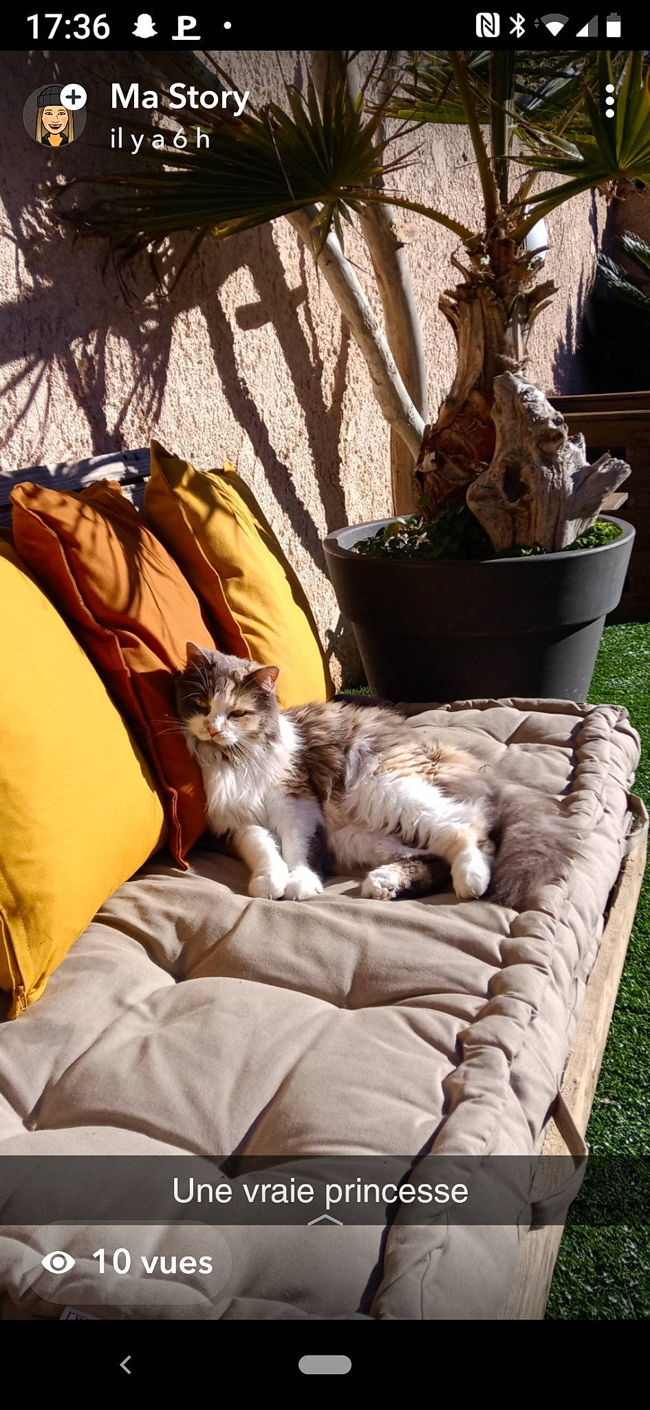 Mia a rejoint le concours — aidez-le/la à gagner de superbes lots ! carnivore, cat, comfort, companion_dog, domestic_short_haired_cat, fawn, felidae, flowerpot, fur, grass, houseplant, interior_design, linens, living_room, plant, room, small_to_medium_sized_cats, tail, whiskers, wood