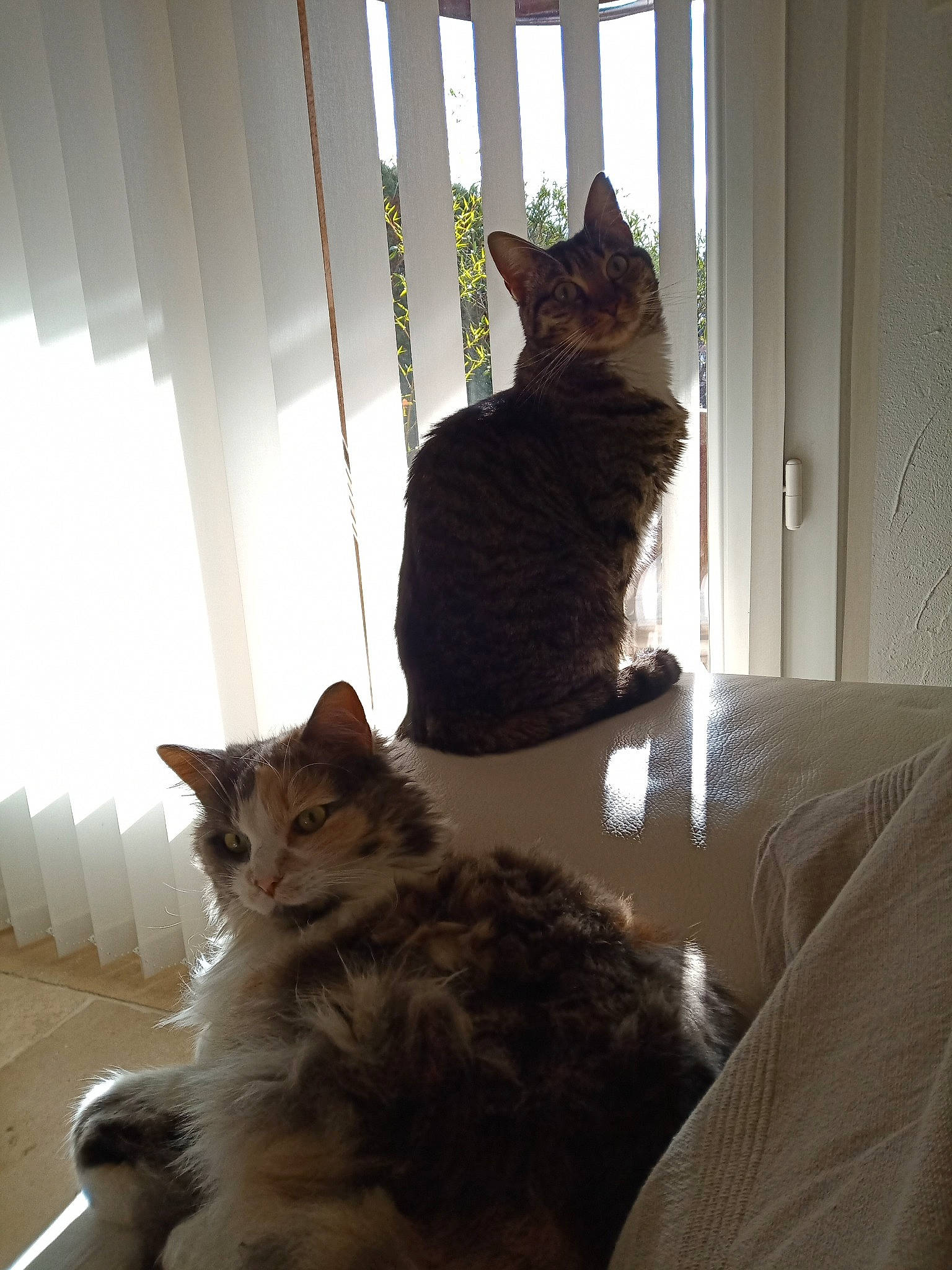 Mia participe au concours pour gagner de l'argent avec cette photo : carnivore, cat, comfort, domestic_short_haired_cat, door, felidae, flooring, fur, grey, hardwood, room, small_to_medium_sized_cats, tail, textile, whiskers, window, window_blind, window_covering, window_treatment, wood