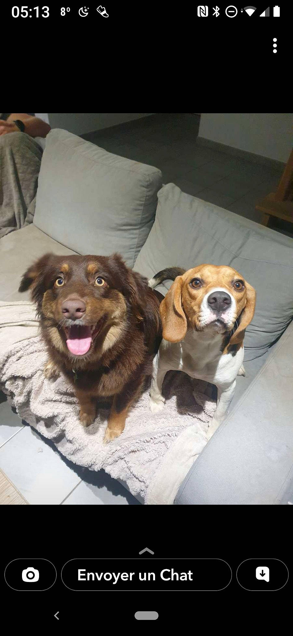 Thalyssa a rejoint le concours — aidez-le/la à gagner de superbes lots ! canidae, carnivore, collar, companion_dog, couch, dog, dog_breed, fur, hound, liver, metal, pet_supply, scent_hound, snout, spaniel, sporting_group, vertebrate, whiskers, working_animal, working_dog