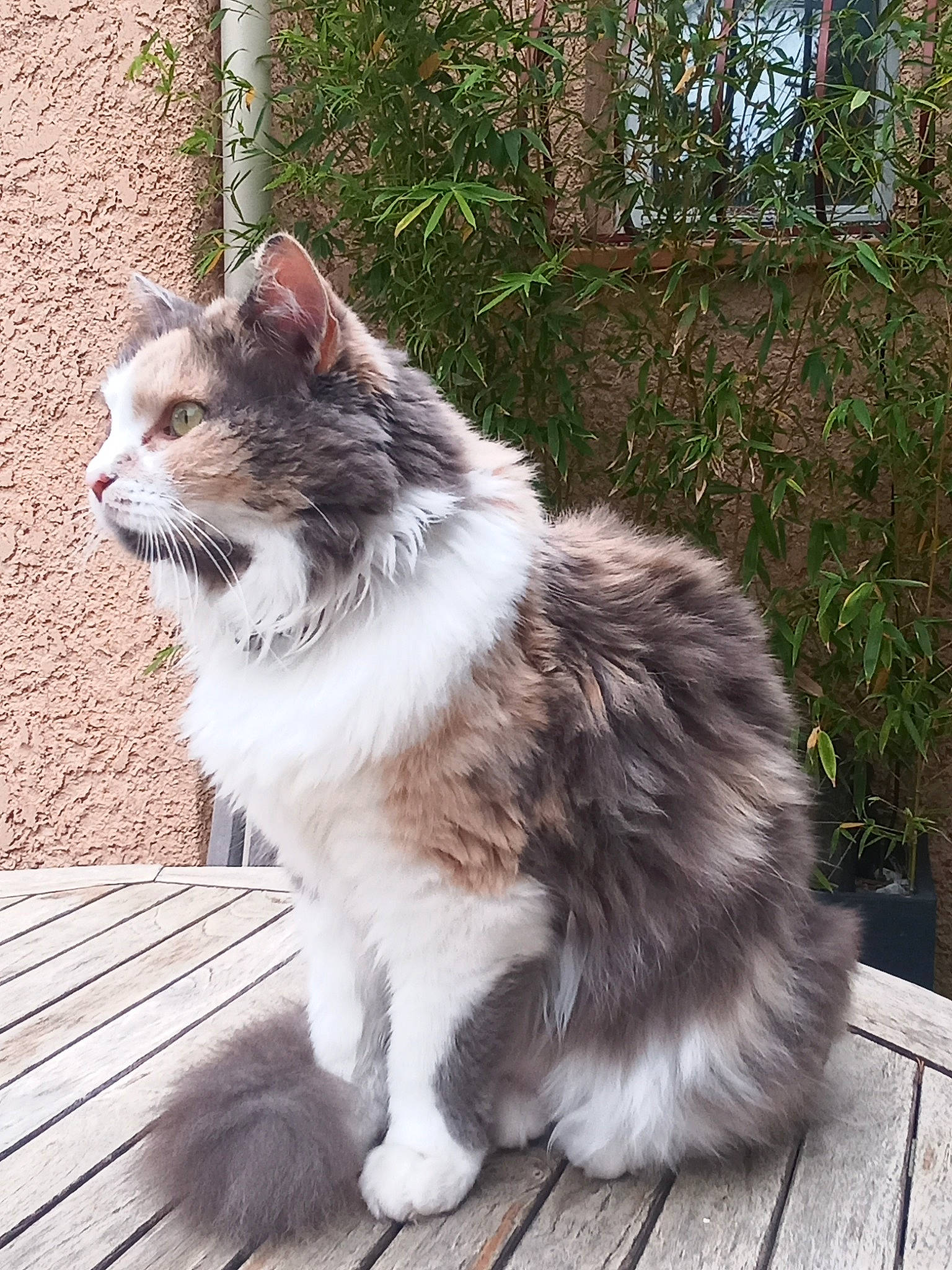 Mia participe au concours pour gagner de l'argent avec cette photo : british_longhair, carnivore, cat, claw, companion_dog, domestic_short_haired_cat, fawn, felidae, fur, grass, paw, plant, sitting, small_to_medium_sized_cats, snout, tail, terrestrial_animal, whiskers, window, wood