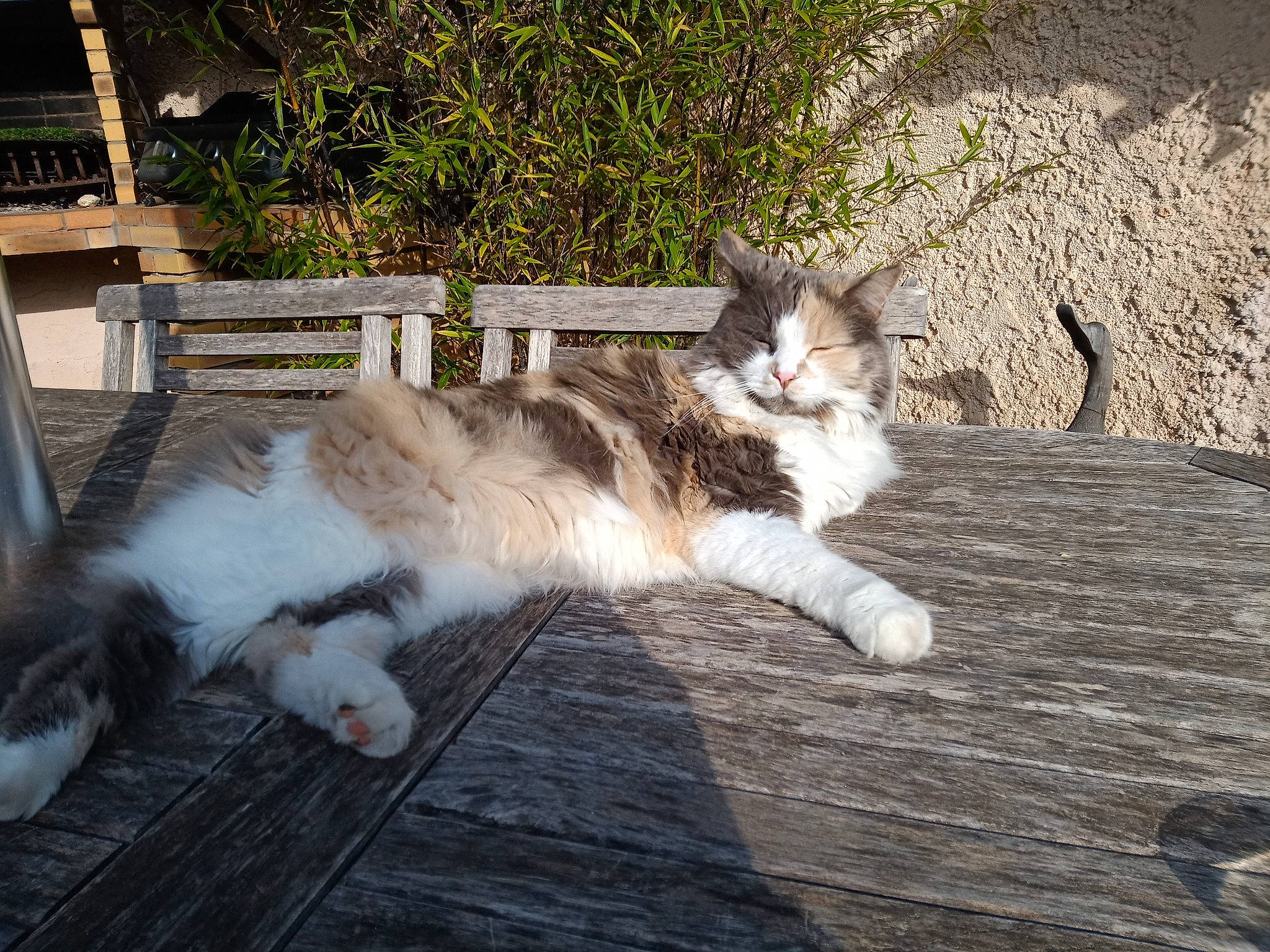 Mia a rejoint le concours — aidez-le/la à gagner de superbes lots ! carnivore, cat, claw, domestic_short_haired_cat, fawn, felidae, foot, fur, grass, grey, mammal, paw, plant, sitting, small_to_medium_sized_cats, snout, tail, vertebrate, whiskers, wood