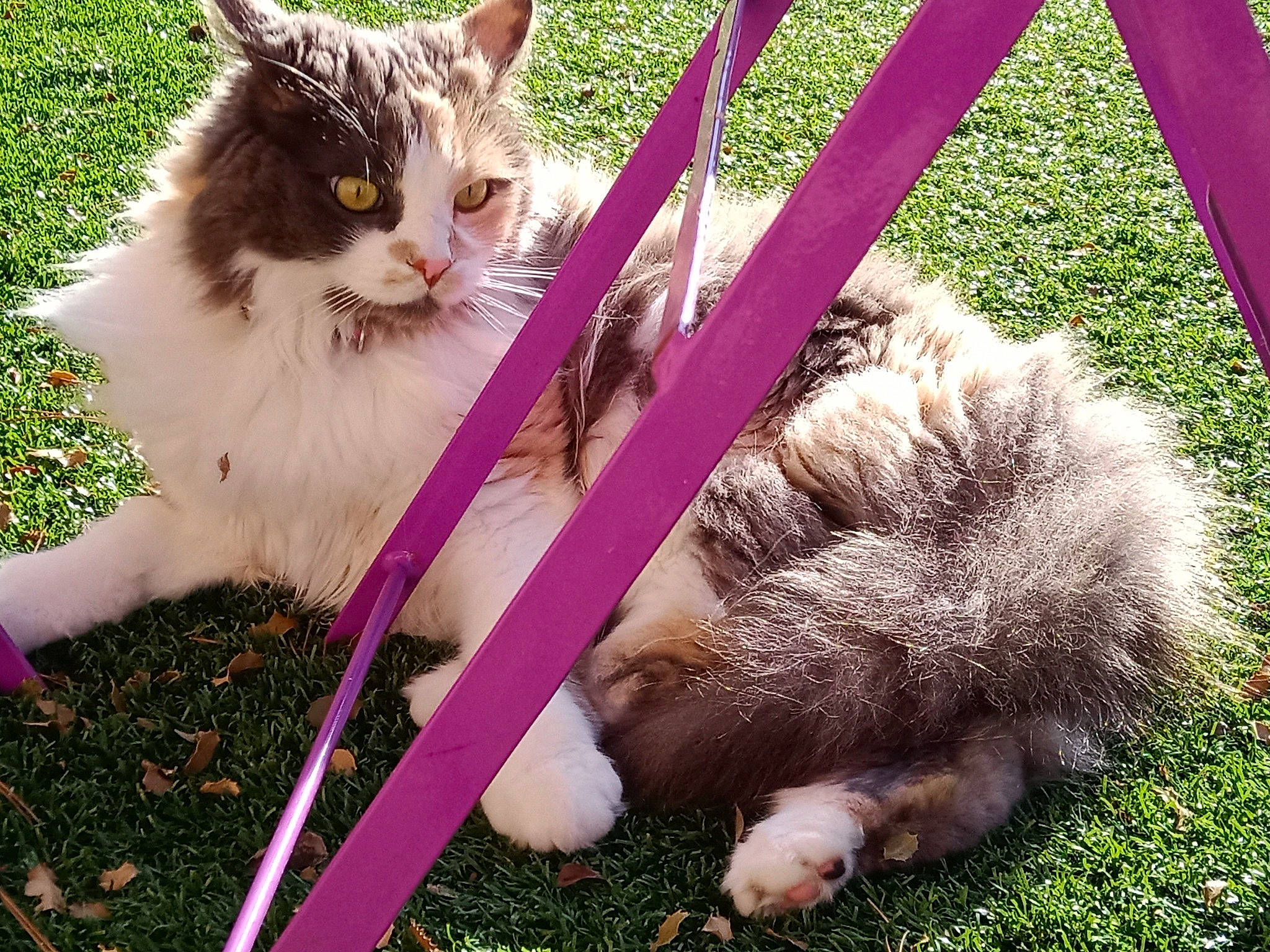 Mia participe au concours pour gagner de l'argent avec cette photo : carnivore, cat, claw, collar, companion_dog, domestic_short_haired_cat, fawn, felidae, foot, fur, grass, lap, leash, mammal, paw, plant, sitting, small_to_medium_sized_cats, tail, whiskers