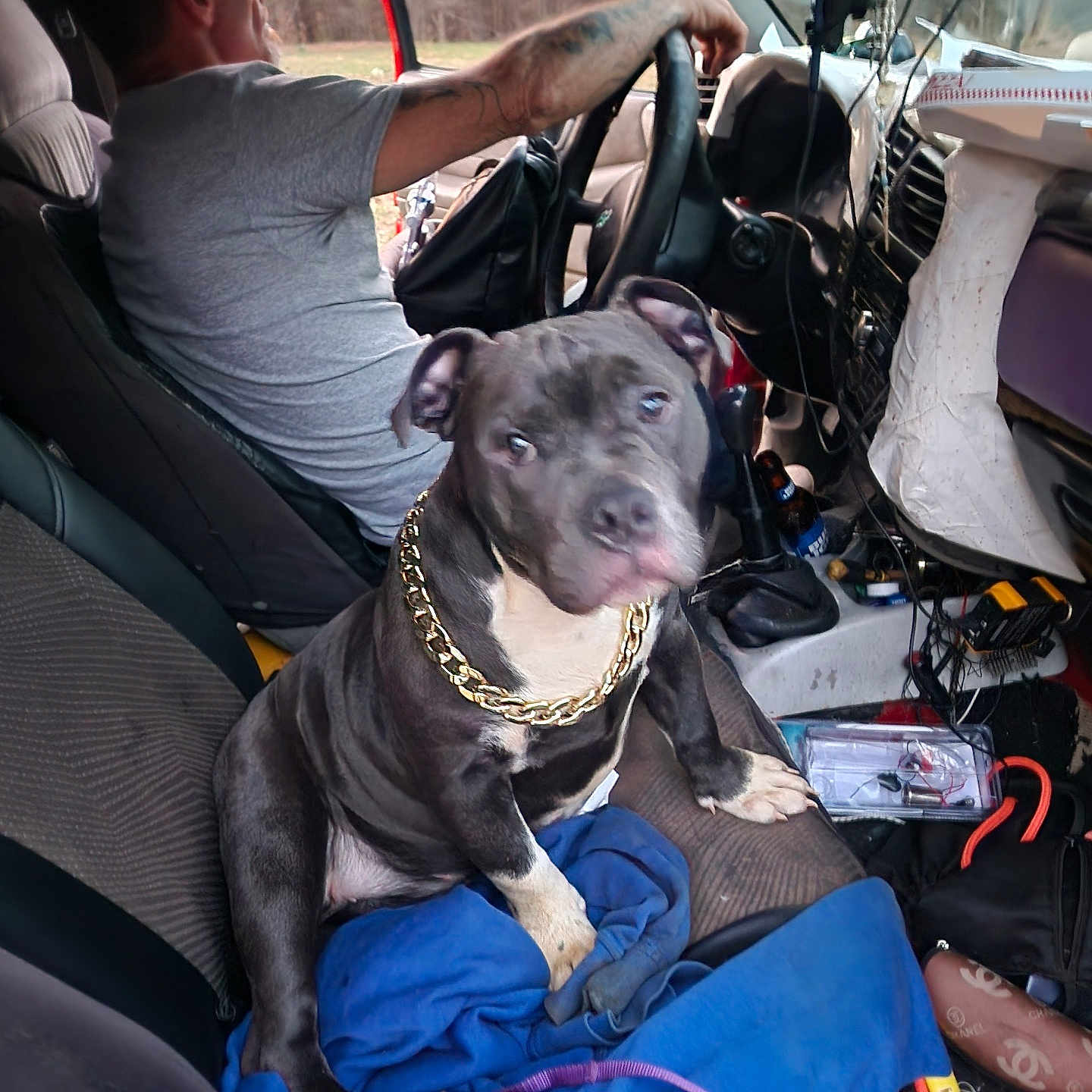 Dixie is registered to the contest to win money with this photo: adult, alloywheel, animal, canine, car, cartrunk, carwheel, dog, face, head, machine, male, man, person, pet, spoke, tire, transportation, vehicle, wheel