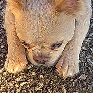 Auggie joined the competition — help win amazing prizes! animal, close_up, cute, dog, ears, expression, eyes, fur, light_fur, lying_down, nose, outdoor, paws, pet, puppy, resting, small_dog, snout, stone_surface, texture