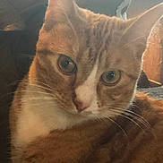 Jasper is registered to the contest to win money with this photo: cat, ginger_cat, close_up, pet, animal, whiskers, fur, face, ears, eyes, domestic_cat, mammal, cute, feline, indoor, relaxed, portrait, looking_at_camera, tabby, soft_light