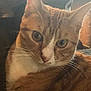 animal, cat, close_up, cute, domestic_cat, ears, eyes, face, feline, fur, ginger_cat, indoor, looking_at_camera, mammal, pet, portrait, relaxed, soft_light, tabby, whiskers