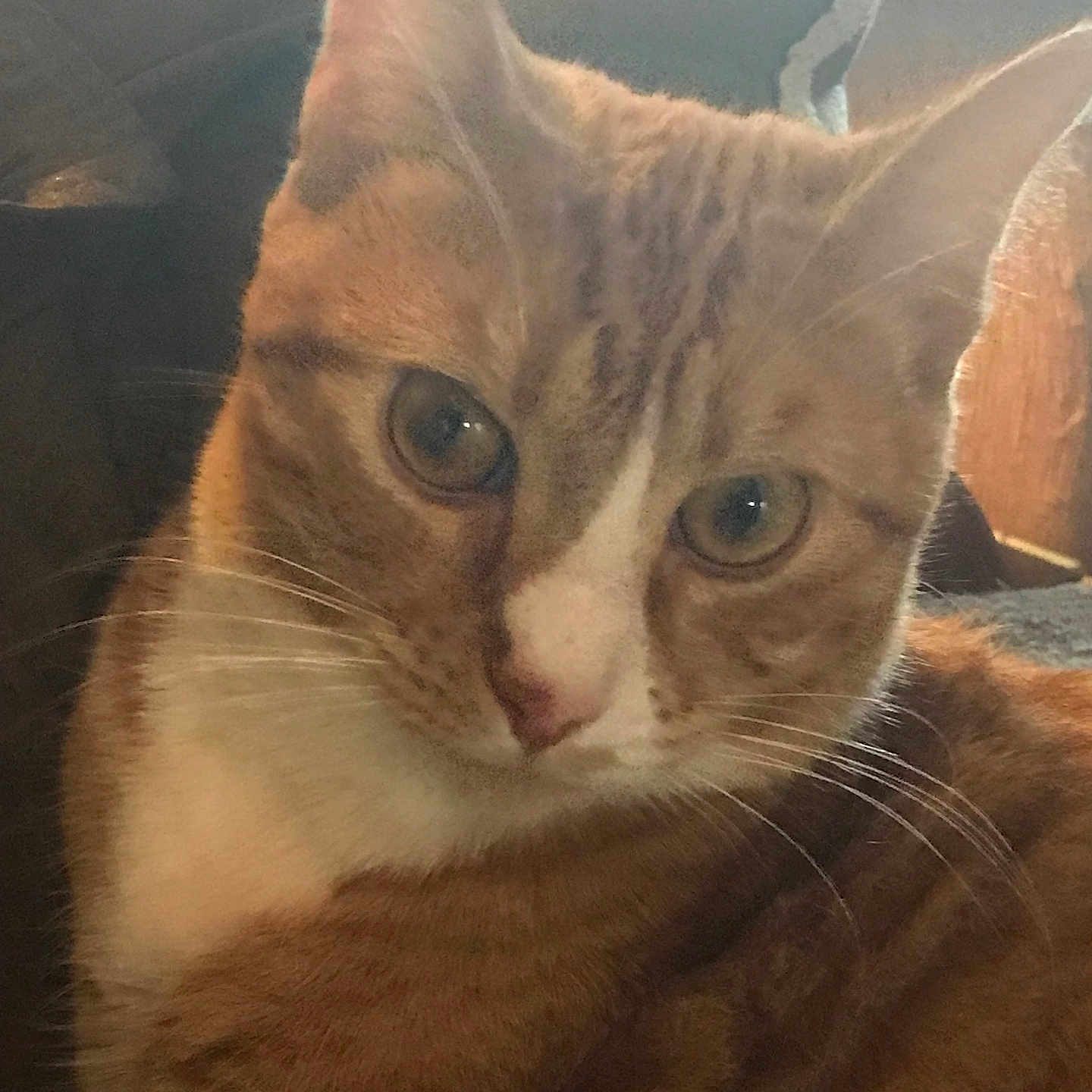 Jasper