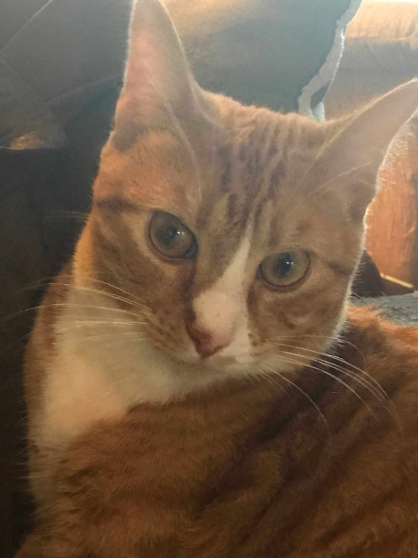 Jasper