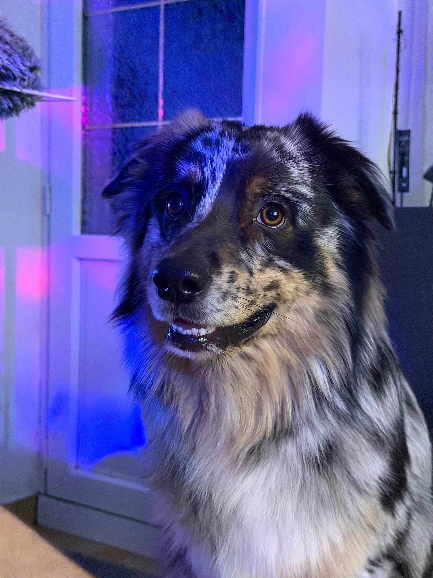 Valky a rejoint le concours — aidez-le/la à gagner de superbes lots ! dog, australian_shepherd, indoor, portrait, blue_lighting, purple_lighting, fur, pet, canine, closeup, animal, friendly, smiling, ears, eyes, nose, fluffy, house, door, window