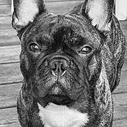 Venom a rejoint le concours — aidez-le/la à gagner de superbes lots ! animal, black_and_white, canine, close_up, dog, domestic_animal, ears, expression, face, french_bulldog, fur, looking_at_camera, outdoor, pet, portrait, short_hair, snout, standing, whiskers, wooden_deck