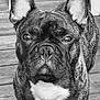 animal, black_and_white, canine, close_up, dog, domestic_animal, ears, expression, face, french_bulldog, fur, looking_at_camera, outdoor, pet, portrait, short_hair, snout, standing, whiskers, wooden_deck