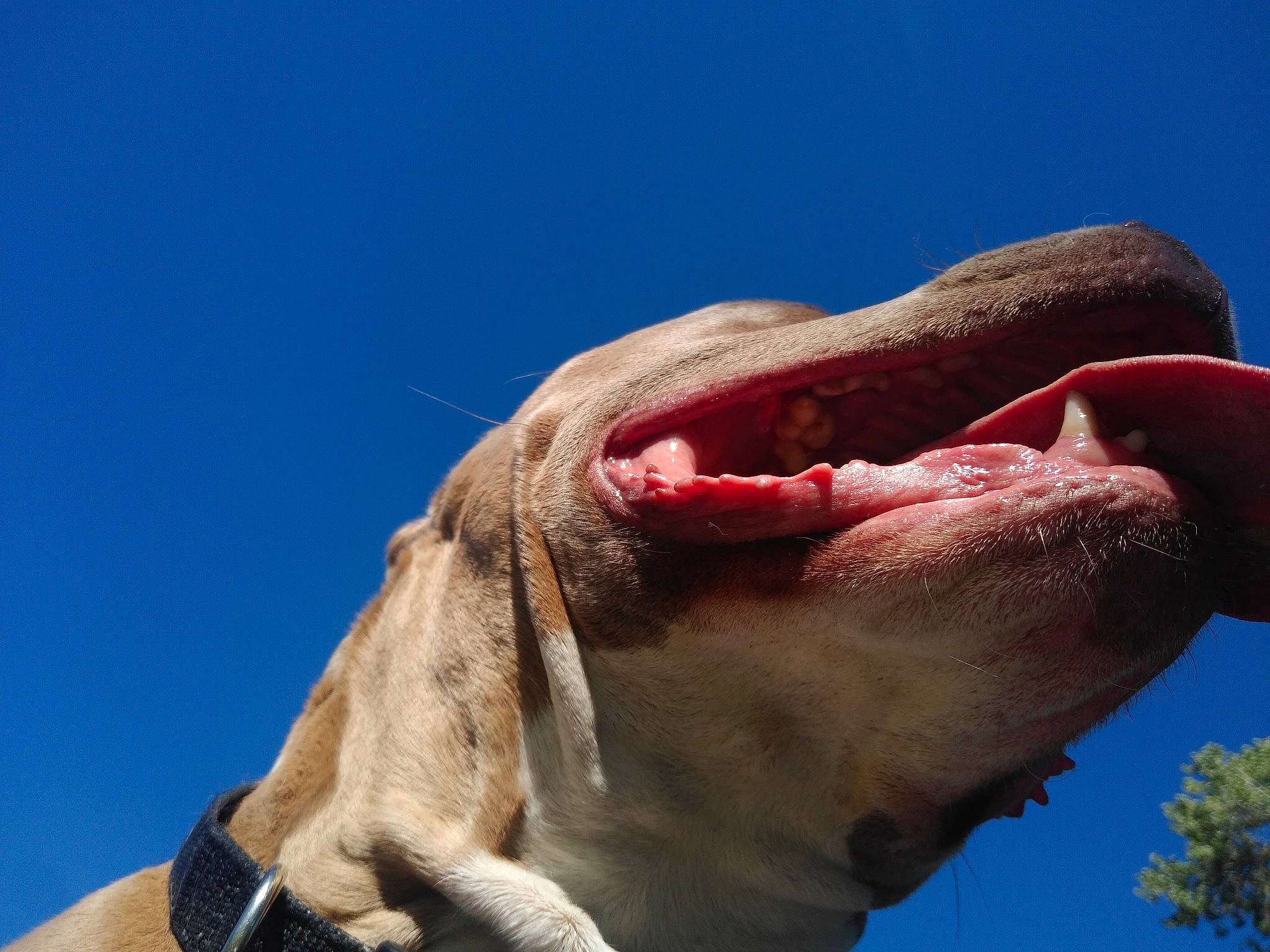 Kingston joined the competition — help win amazing prizes! canidae, carnivore, dog_breed, facial_expression, fawn, jaw, mouth, organ, roar, snout, sporting_group, tooth, yawn