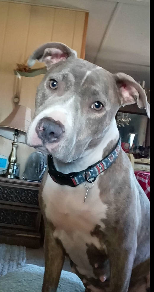 See'Cha joined the competition — help win amazing prizes! canidae, carnivore, collar, companion_dog, dog, dog_breed, dog_collar, dog_supply, fawn, metal, mexican_hairless_dog, non_sporting_group, pet_supply, rampur_greyhound, sighthound, snout, sporting_group, whiskers, working_animal