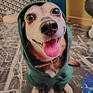 Julia a rejoint le concours — aidez-le/la à gagner de superbes lots ! dog, hoodie, pet, indoor, marble_floor, happy, tongue_out, close_up, canine, cute, smiling, brown, black, white, collar, sitting, floor, animal, cozy, clothing