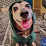 dog, hoodie, pet, indoor, marble_floor, happy, tongue_out, close_up, canine, cute, smiling, brown, black, white, collar, sitting, floor, animal, cozy, clothing